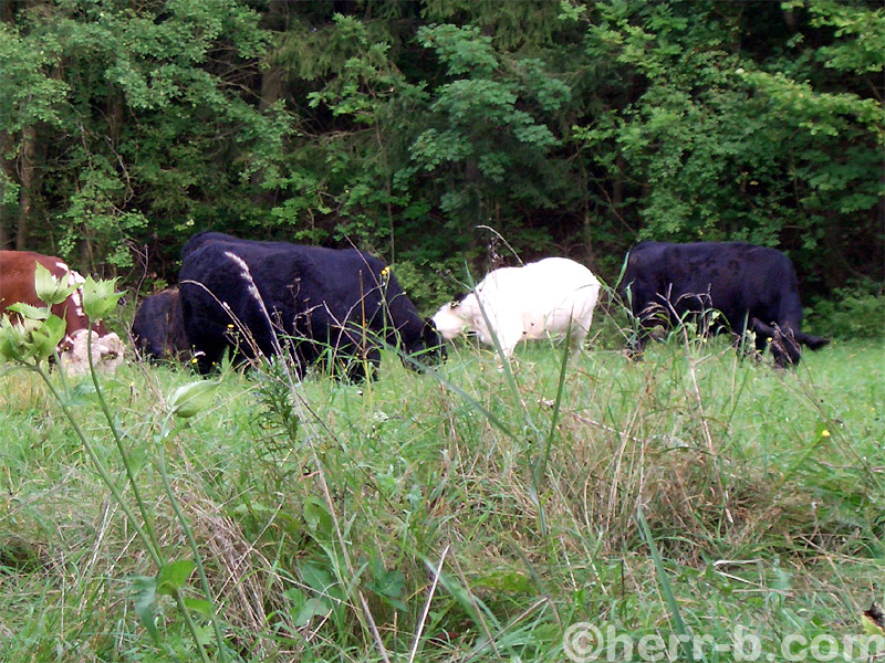 Gras und Kühe im Hintergrund