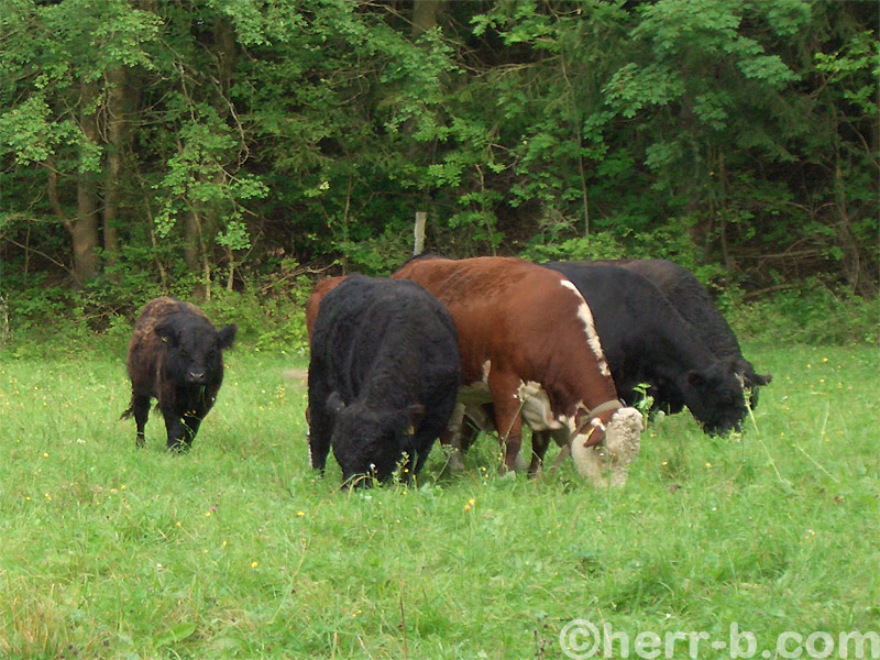 Kühe, meist schwarz