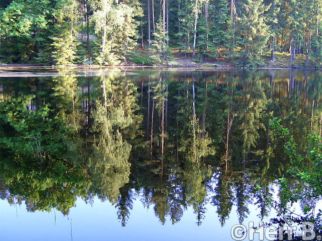 Teich im Wald
