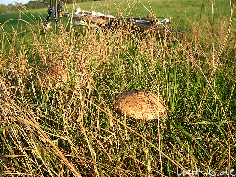 Pilze und Fahrrad