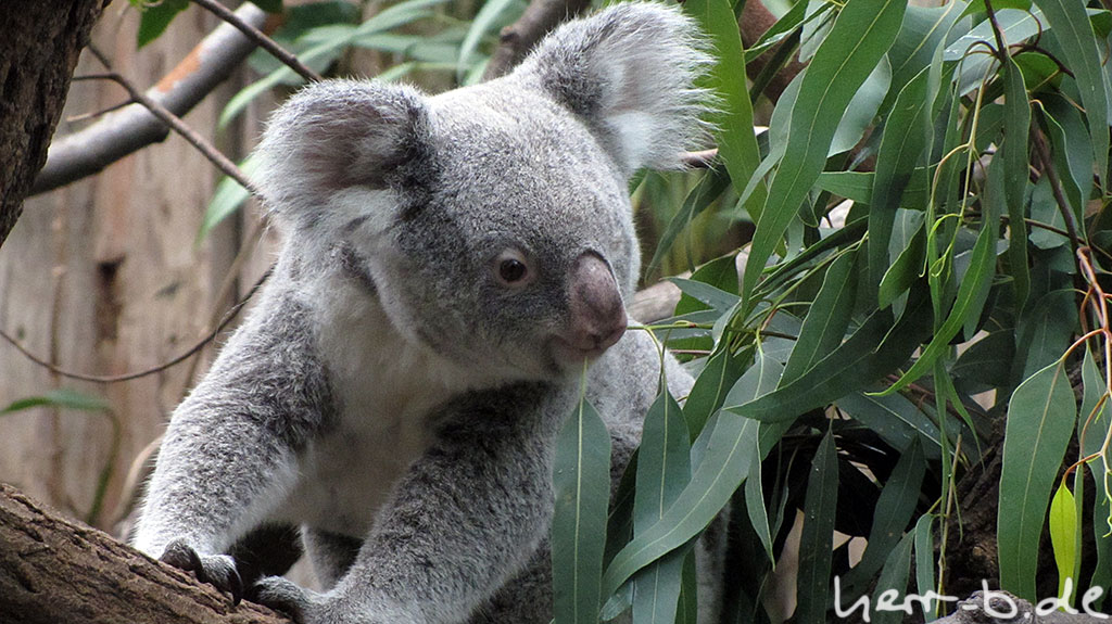 Koalas, viele süße Koalas und andere Tiere