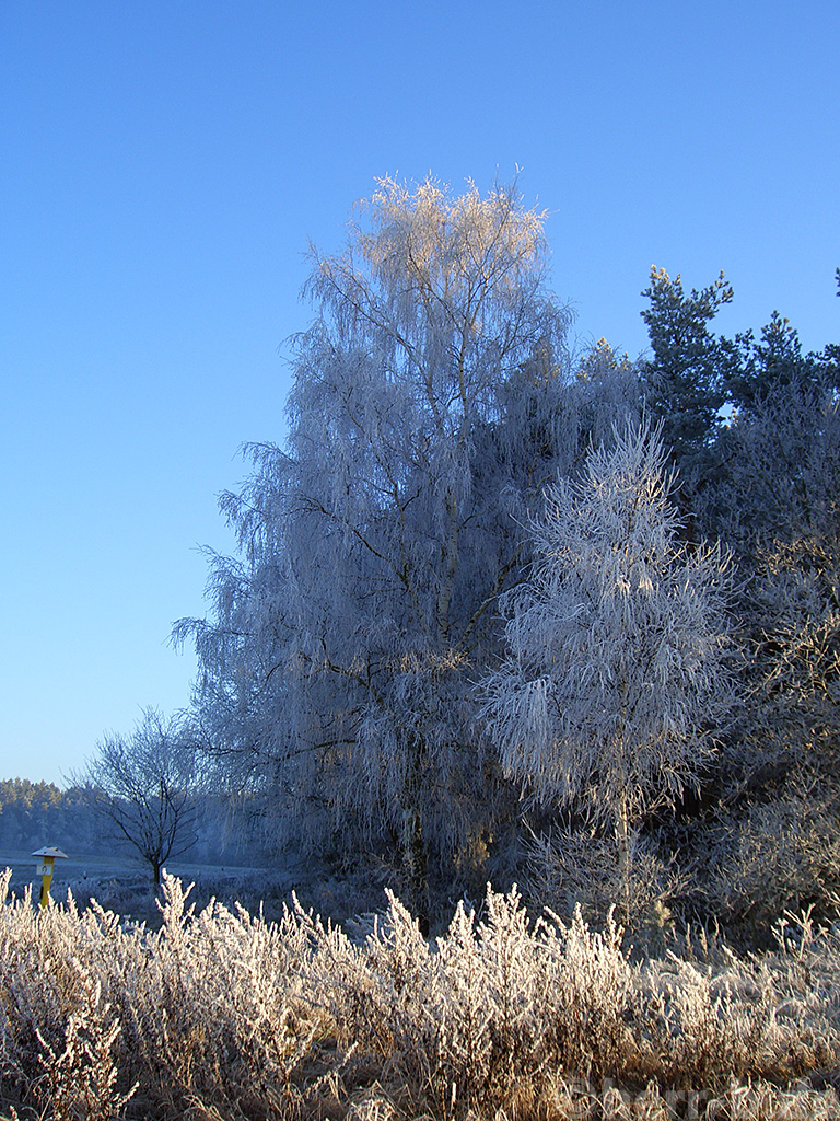 Frostbäume