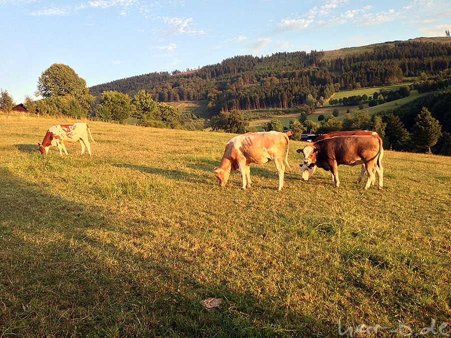 Kühe in der Abendsonne