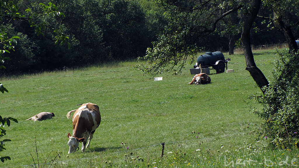 Dösende Kühe auf der Weide