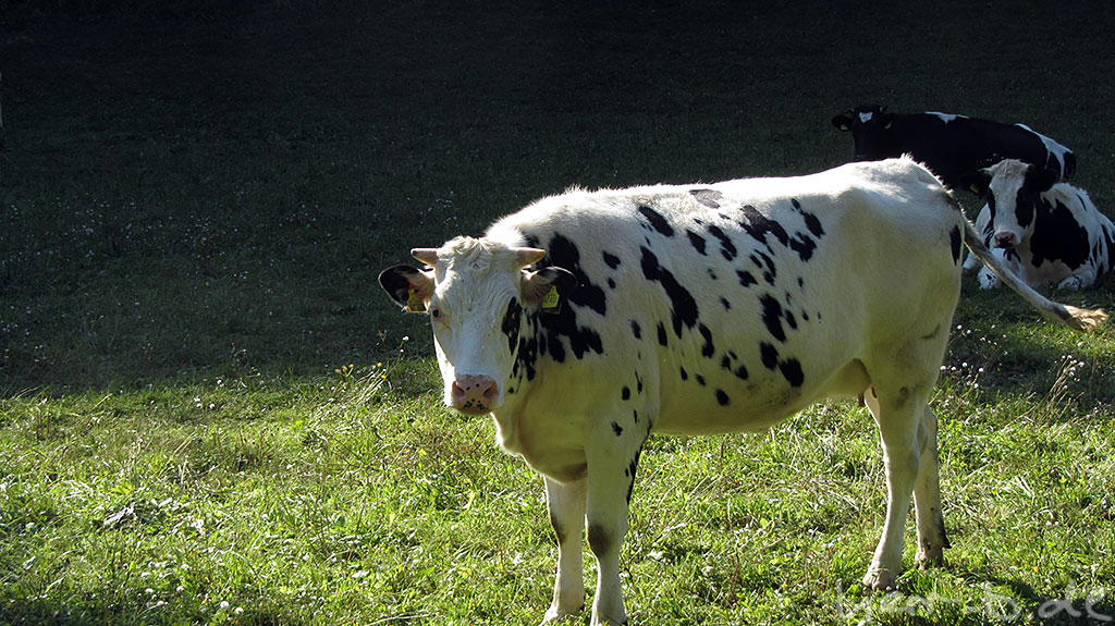 Weiße Kuh mit schwarzen Flecken