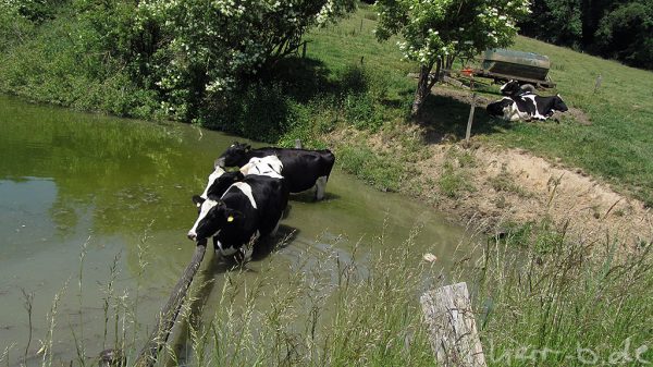 Kühe im Teich am Gut Papendelle