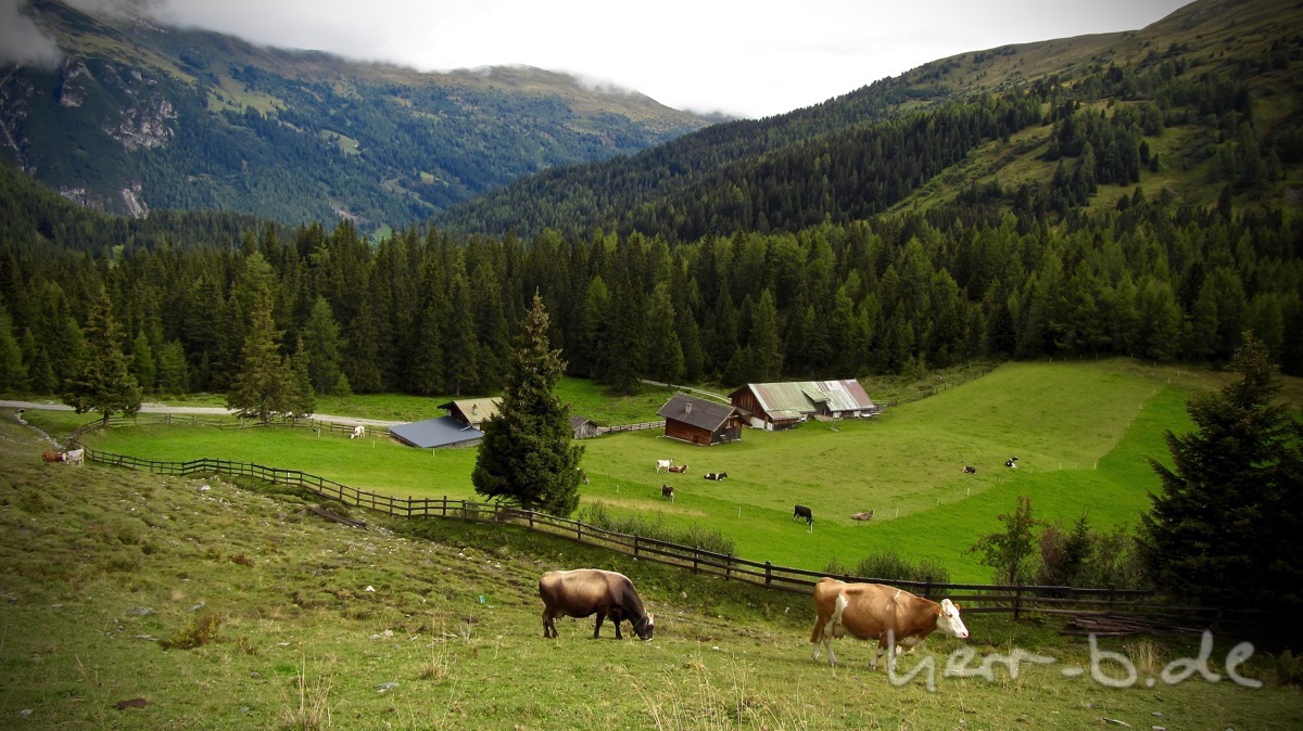 Kühe auf dem Weg Richtung Südtirol.
