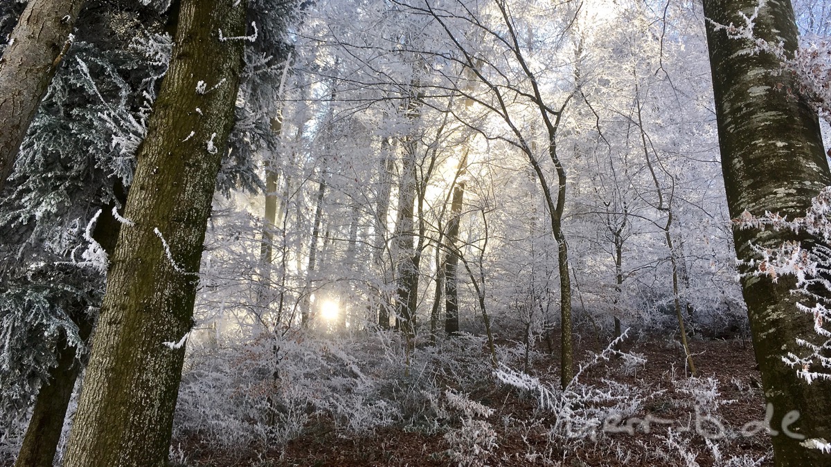 Ein Sonnenstrahl im frostigen Wald.