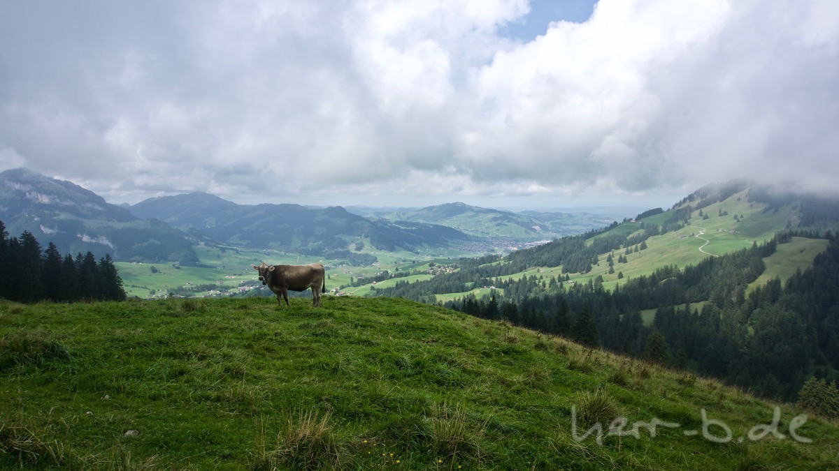 Kuh mit Aussicht auf Appenzell.