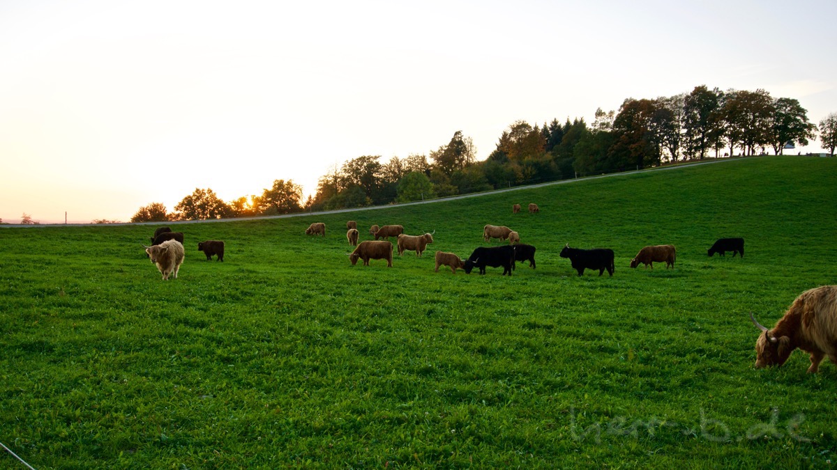 Die Highland-Rinder in der Abendsonne.