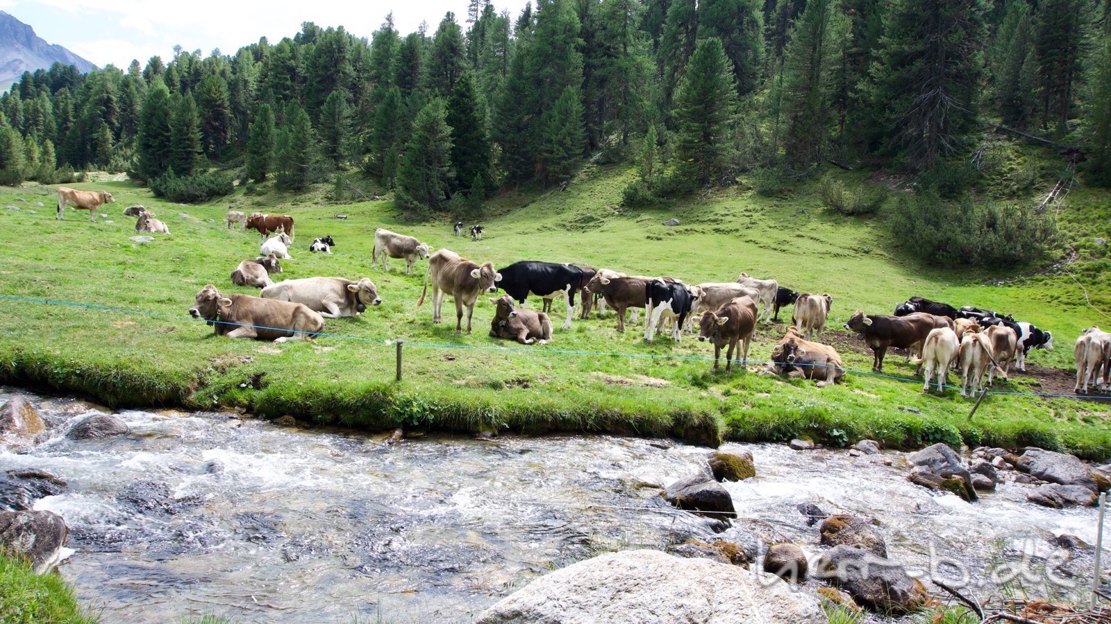 Kuhherde im Schweizer Nationalpark.